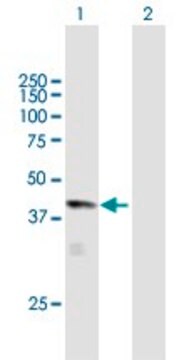 Anti-HAO1 antibody produced in mouse purified immunoglobulin, buffered aqueous solution