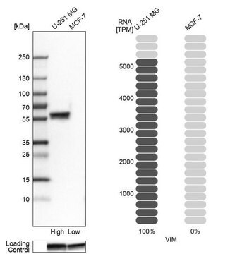 Monoclonal Anti-VIM antibody produced in mouse Prestige Antibodies&#174; Powered by Atlas Antibodies, clone CL0157, purified immunoglobulin, buffered aqueous glycerol solution