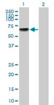 Anti-KCNA1 antibody produced in mouse purified immunoglobulin, buffered aqueous solution