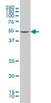 ANTI-MAPK10 antibody produced in mouse clone 3A3-1A8, purified immunoglobulin, buffered aqueous solution