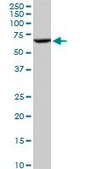 Anti-CYP3A4 antibody produced in mouse IgG fraction of antiserum, buffered aqueous solution