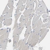 Anti-ATP1B2 antibody produced in rabbit Prestige Antibodies&#174; Powered by Atlas Antibodies, affinity isolated antibody, buffered aqueous glycerol solution