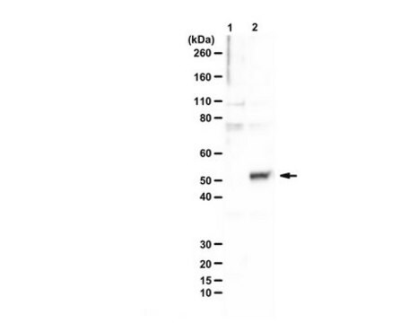 Anti-Meis1/2 from rabbit
