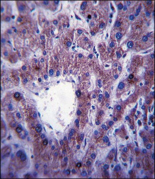 ANTI-CNIH (C-TERM) antibody produced in rabbit IgG fraction of antiserum, buffered aqueous solution