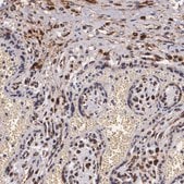 Anti-NAGA antibody produced in rabbit Prestige Antibodies&#174; Powered by Atlas Antibodies, affinity isolated antibody, buffered aqueous glycerol solution