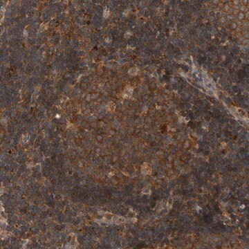 Anti-ANKHD1 antibody produced in rabbit Prestige Antibodies&#174; Powered by Atlas Antibodies, affinity isolated antibody, buffered aqueous glycerol solution