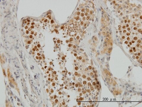 Monoclonal Anti-TOP2A antibody produced in mouse clone 1E2, purified immunoglobulin, buffered aqueous solution