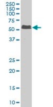 Monoclonal Anti-SMAD5 antibody produced in mouse clone 5E12, purified immunoglobulin, buffered aqueous solution