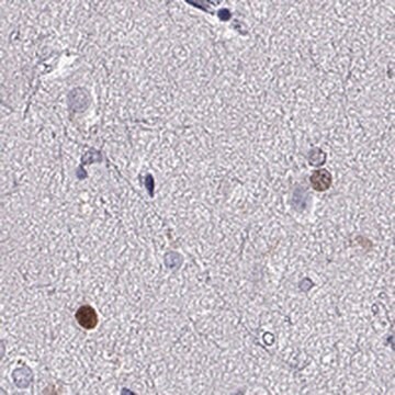 Anti-SOX21 antibody produced in rabbit Prestige Antibodies&#174; Powered by Atlas Antibodies, affinity isolated antibody