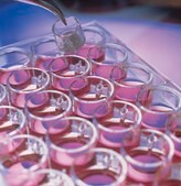 Millicell&#174; Standing Cell Culture Inserts pore size 0.4&#160;&#956;m, diam. 12&#160;mm, transparent PTFE membrane, hydrophilic, size 24&#160;wells, sterile
