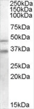 Anti-GULP1/CED6 antibody produced in goat affinity isolated antibody, buffered aqueous solution