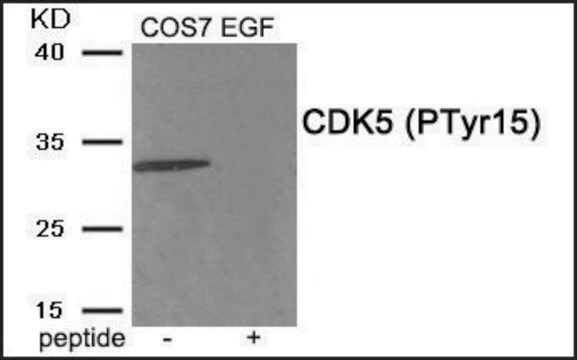 Anti-phospho-CDK5 (pTyr15) antibody produced in rabbit affinity isolated antibody