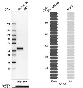 Anti-FXYD5 antibody produced in rabbit Prestige Antibodies&#174; Powered by Atlas Antibodies, affinity isolated antibody, buffered aqueous glycerol solution