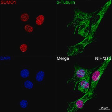 [KO Validated]Anti-SUMO1 Antibody, clone 6F8B6, Rabbit Monoclonal