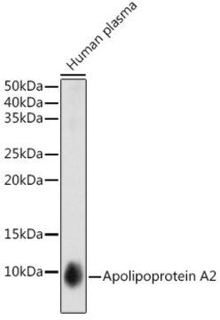 Anti-Apolipoprotein A2 Antibody, clone 5F7U1, Rabbit Monoclonal