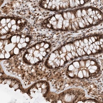 Anti-TATDN3 antibody produced in rabbit Prestige Antibodies&#174; Powered by Atlas Antibodies, affinity isolated antibody, buffered aqueous glycerol solution