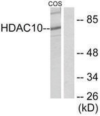 Anti-HDAC10 antibody produced in rabbit affinity isolated antibody