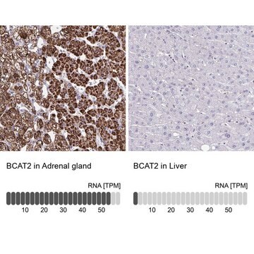 Anti-BCAT2 antibody produced in rabbit Prestige Antibodies&#174; Powered by Atlas Antibodies, affinity isolated antibody, buffered aqueous glycerol solution