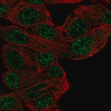 Anti-MFHAS1 antibody produced in rabbit Prestige Antibodies&#174; Powered by Atlas Antibodies, affinity isolated antibody