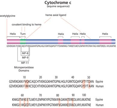 Cytochrome c from equine heart BioUltra, &#8805;99% (SDS-PAGE), powder, suitable for mammalian cell culture