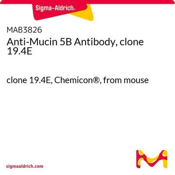 Anti-Mucin 5B Antibody, clone 19.4E clone 19.4E, Chemicon&#174;, from mouse