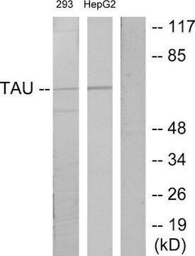 Anti-TAU antibody produced in rabbit affinity isolated antibody