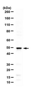 Anti-BHLHE40/DEC1 Antibody serum, from rabbit