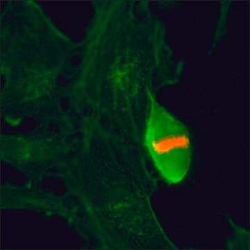 Anti-Phospho-Histone H3 (Thr3) antibody, Rabbit monoclonal recombinant, expressed in HEK 293 cells, clone RM159, purified immunoglobulin