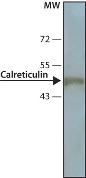 Monoclonal Anti-Calreticulin antibody produced in mouse clone TO-11, tissue culture supernatant, buffered aqueous solution