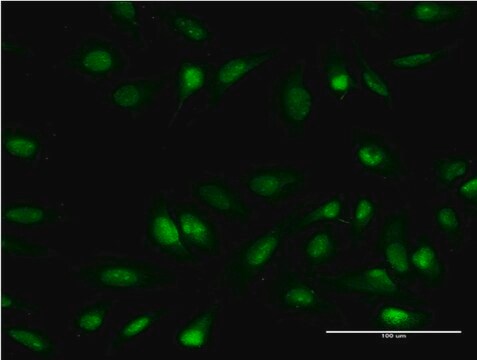 Monoclonal Anti-OLIG1 antibody produced in mouse clone 2B11, purified immunoglobulin, buffered aqueous solution