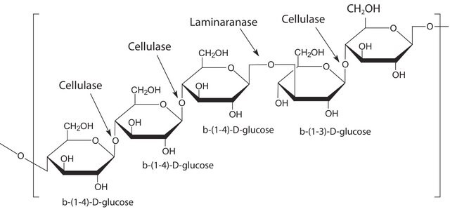 Driselase&#8482; Basidiomycetes sp. suitable for plant cell culture, BioReagent