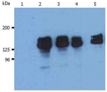 Monoclonal Anti-SHIP1 antibody produced in mouse clone SHIP-01