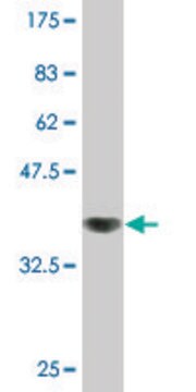 Monoclonal Anti-ZPLD1 antibody produced in mouse clone 1D8, purified immunoglobulin, buffered aqueous solution