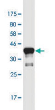 Monoclonal Anti-ASCL3 antibody produced in mouse clone 2F8, purified immunoglobulin