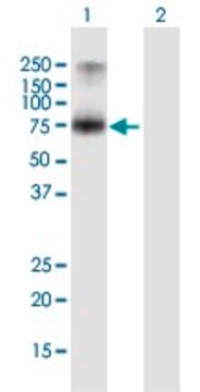 Anti-PCSK7 antibody produced in mouse purified immunoglobulin, buffered aqueous solution