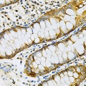 Anti-HSP90AB1 antibody produced in rabbit