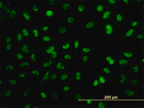 Monoclonal Anti-SNAI2 antibody produced in mouse clone 2F11, purified immunoglobulin, buffered aqueous solution