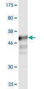 Monoclonal Anti-CD58 antibody produced in mouse clone 3B12-D5, purified immunoglobulin, buffered aqueous solution