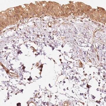 Anti-STAU1 antibody produced in rabbit Prestige Antibodies&#174; Powered by Atlas Antibodies, affinity isolated antibody, buffered aqueous glycerol solution