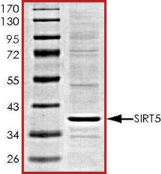 SIRT5, active, His tagged human recombinant, expressed in baculovirus infected Sf9 cells, &#8805;70% (SDS-PAGE), buffered aqueous glycerol solution