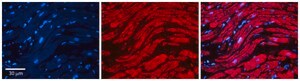 Anti-PRKACA (N-terminal) antibody produced in rabbit affinity isolated antibody