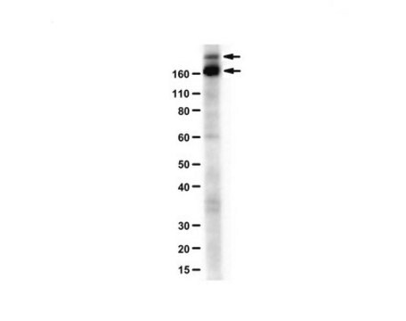 Anti-CEP152 Antibody, N-Term from rabbit