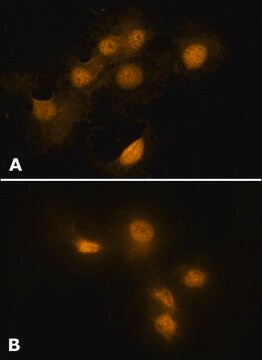 Anti-HMGB1 (HMG1) (C-terminal) antibody produced in rabbit affinity isolated antibody, buffered aqueous solution