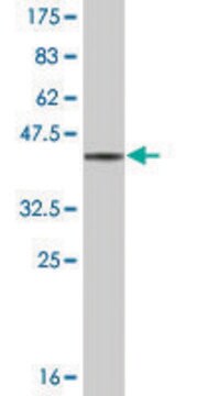 Monoclonal Anti-GMPR, (N-terminal) antibody produced in mouse clone 3G12, ascites fluid