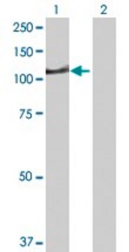 Anti-DIP2A antibody produced in rabbit IgG fraction of antiserum, buffered aqueous solution