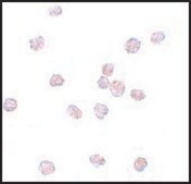 Anti-SOX2 antibody produced in rabbit affinity isolated antibody, buffered aqueous solution