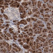 Anti-ADRB2 antibody produced in rabbit Prestige Antibodies&#174; Powered by Atlas Antibodies, affinity isolated antibody, buffered aqueous glycerol solution