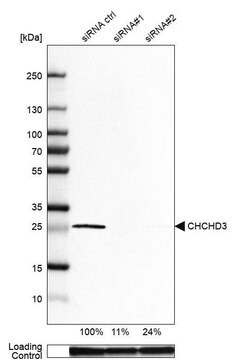 Anti-CHCHD3 antibody produced in rabbit Prestige Antibodies&#174; Powered by Atlas Antibodies, affinity isolated antibody, buffered aqueous glycerol solution