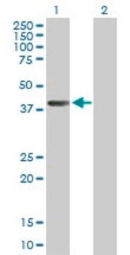 Anti-AHCY antibody produced in mouse purified immunoglobulin, buffered aqueous solution