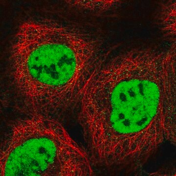 Anti-RBM15 antibody produced in rabbit Prestige Antibodies&#174; Powered by Atlas Antibodies, affinity isolated antibody